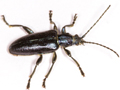 Plateumaris sericea